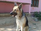 German Shepherd Dog for Crossing