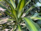 Corn Plant
