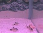 Cory Catfish