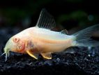 Corydoras [CORY]