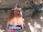 Cosco Bat