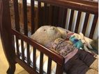 Baby Cot