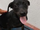 Cote puppy for kind house (feamle)