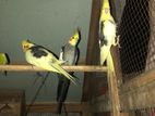 Cockatiel Birds