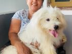 Coton De Tulear