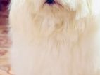 Coton de Tulear Puppy
