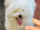 Coton De Tulear