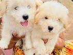 Coton De Tulear Puppies