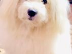 Coton De Tulear