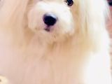 Coton De Tulear