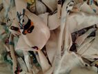 Cotton Waste