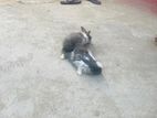 Cotton rabbit
