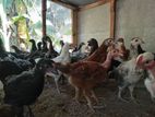 Country Chick