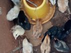 country chick s