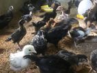 Country Chicken Chicks (DK FARM)