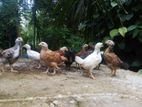 Country Chicks