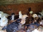 Country Chicken Chicks