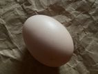 Country Chicken Egg