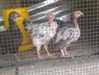 Country Chicken