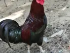 Country Chicken