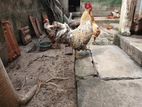 Country Chicken