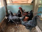 Country Chickens