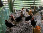 Country chicken