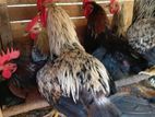 Country Chicken