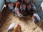 country chicken