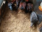 country chicken