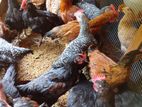 Country Chickens