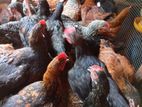 Country Chicken