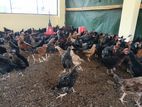 Country Chicken