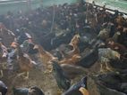 Country Chicken