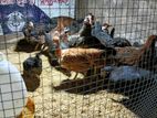 Country Chicken