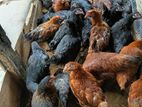 Country Chicken