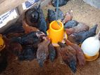 Country Chickens