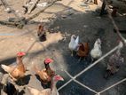 Country Chickens
