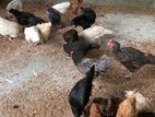 Country Chicken
