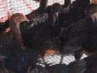 country chicken