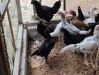 Country Chicken
