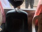 Country Chicken