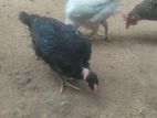 Farm Chickens