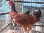 Country Chicken