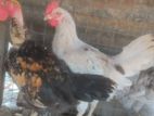 Country Chicken