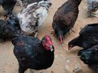 Country Chickens