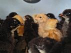 Country chicken