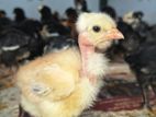 Country Chicken