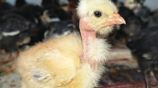 Country Chicken