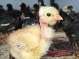Country Chicken